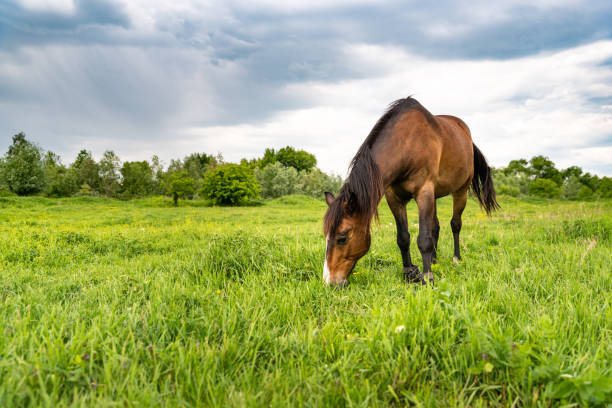 Photo of Brown horse grazing in a meadow, beautiful rural landscape with cloudy sky