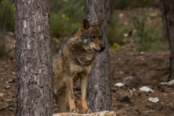 Iberian wolf in the Sierra de la Culebra