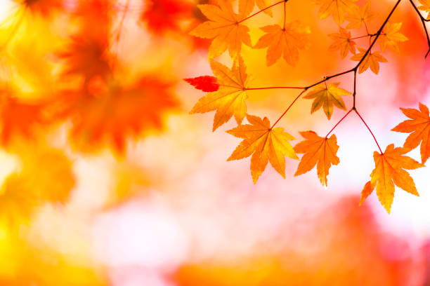 Maple leaves. Seasonal leaves and trees. Natural autumn or fall season. Autumn beauty of nature. Nature in forest. Fall leaves in park. Autumn forest. Nature in fall season. Autumnal season in park.