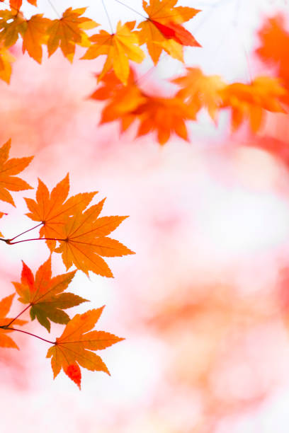 istock Autumn Leaves In The Forest 964500952
