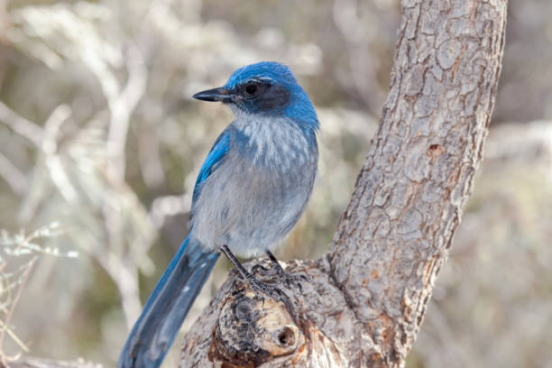 istock Western Scrub Jay on Branch 964504226