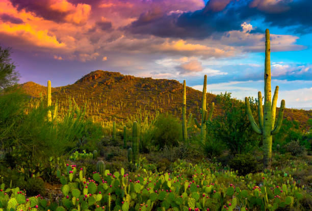 Saguaro and Sunset Clouds Saguaro Cactus, prickly pear cactus, mountains and clouds sonoran desert stock pictures, royalty-free photos & images