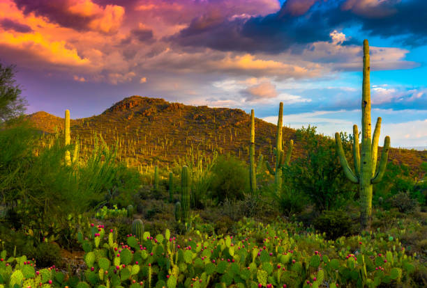 saguaro i zachód słońca chmury - sonoran desert desert arizona saguaro cactus zdjęcia i obrazy z banku zdjęć