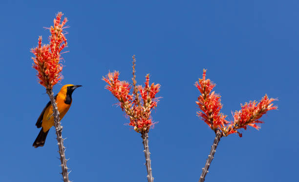 Hooded Oriole with Ocotillo Blooms Ocotillo flowers and branches with yellow and black Oriole Bird ocotillo cactus stock pictures, royalty-free photos & images