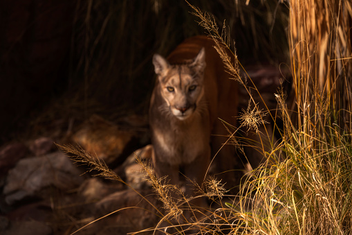 Mountain Lion blurred behind Behind dry Grasses