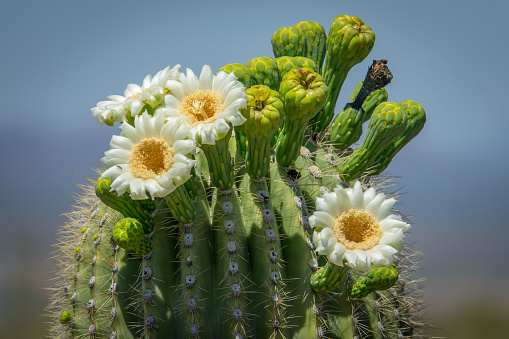 Saguaro crest with white and yellow flowers.