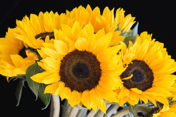 istock Bouquet of bright sunflowers on a black background 964507318