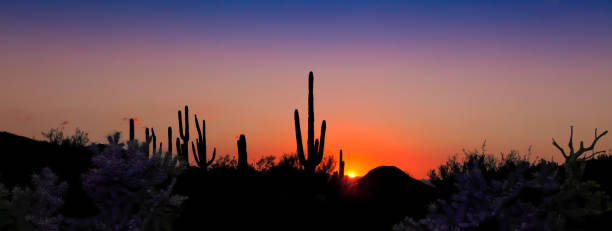 saguaro sonnenuntergang panorama - desert cactus mexico arizona stock-fotos und bilder