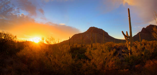 Saguaro and Mountain Sunset Panorama