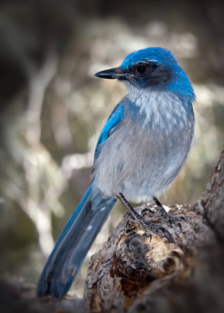 istock Western Scrub Jay on Branch Close up 964509846