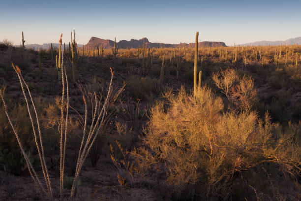 istock Saguaro Cactus Forest of Sonoran Desert 964512330
