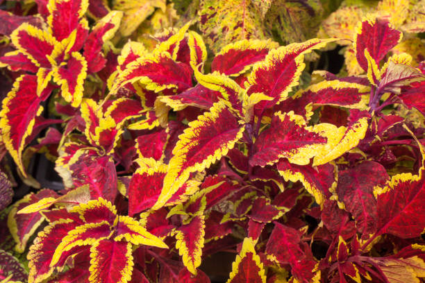 istock Coleus Red and Yellow Leafed Plant 964516408