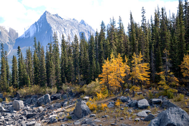 istock View along Jasper National Park Makigne River road 964522928