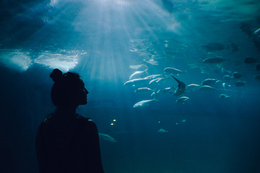 Silhouette of a young woman watching fish in a large aquarium.