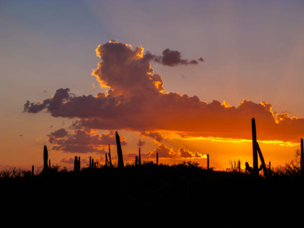istock Clouds and Sunset or Sunrise with Silhouette Cactus 964559392