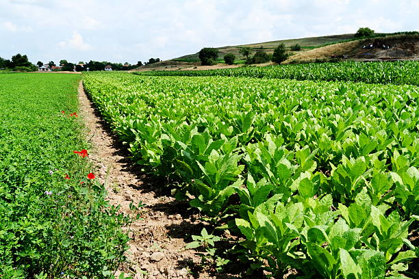 Country landscape in Midi-Pyrenees (France) at summer