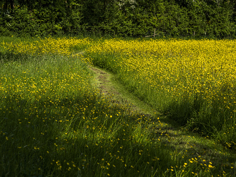 footpath through field of yellow buttercups in warm sunshine agricultural landscape colour image