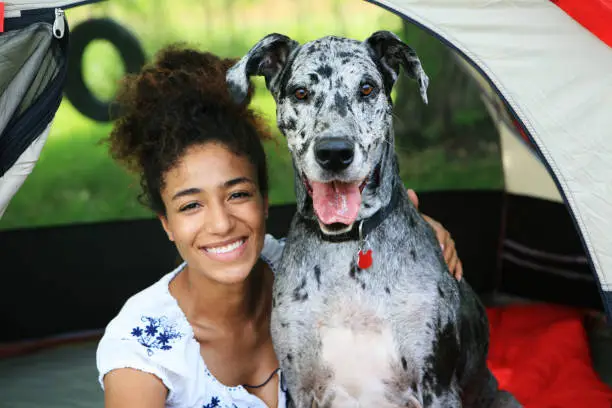 Happy young African woman sitting in a tent with a Merle Great Dane