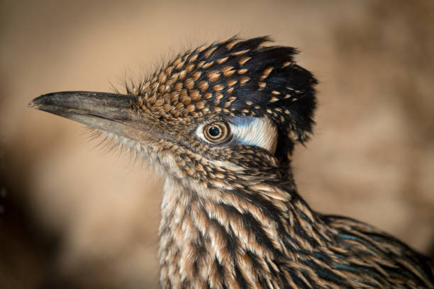 istock Greater Roadrunner Geococcyx californianus close up 964572054