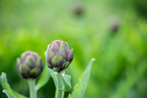 Home grown organic artichoke