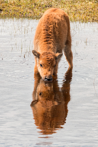 Baby bison drinking water in Yellowstone National Park
