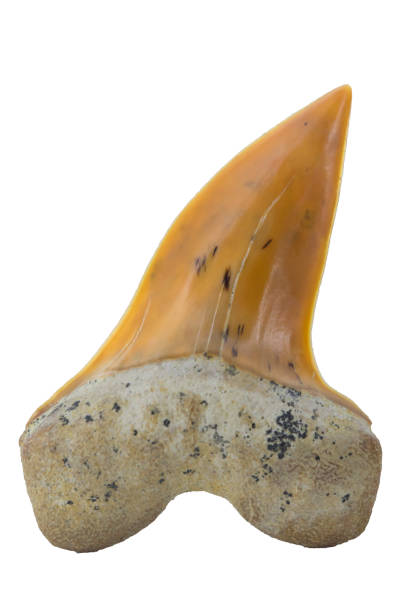 diente de tiburón fosilizados mako (isurus planus) colorido - vista lingual - aislado en blanco - lingual fotografías e imágenes de stock