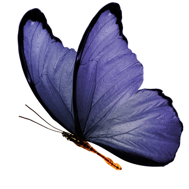 tropical purple flying butterfly isolated on white background