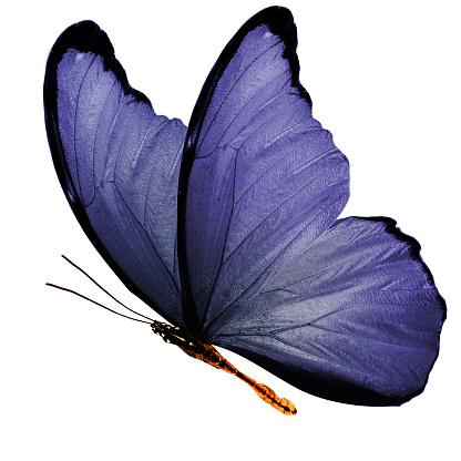 Close-up of butterfly sitting on lavender.