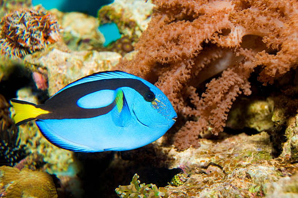 istock Hippo Blue Tang in Aquarium 96457980