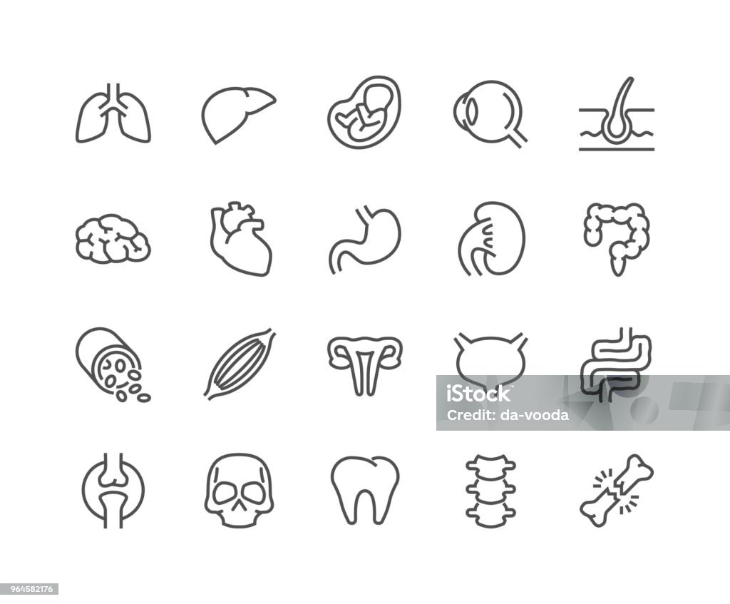 Line Organs Icons Simple Set of Internal Organs Related Vector Line Icons. Contains such Icons as Reproductive System, Brain, Heart, Blood Vessel and more. Editable Stroke. 48x48 Pixel Perfect. Icon Symbol stock vector