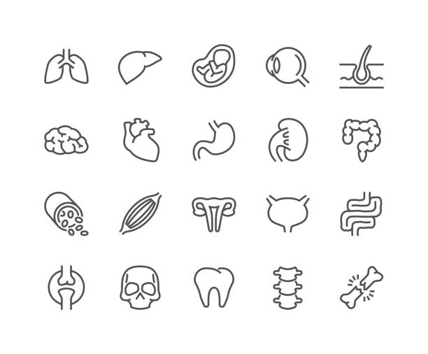 Line Organs Icons Simple Set of Internal Organs Related Vector Line Icons. Contains such Icons as Reproductive System, Brain, Heart, Blood Vessel and more. Editable Stroke. 48x48 Pixel Perfect. heart internal organ stock illustrations