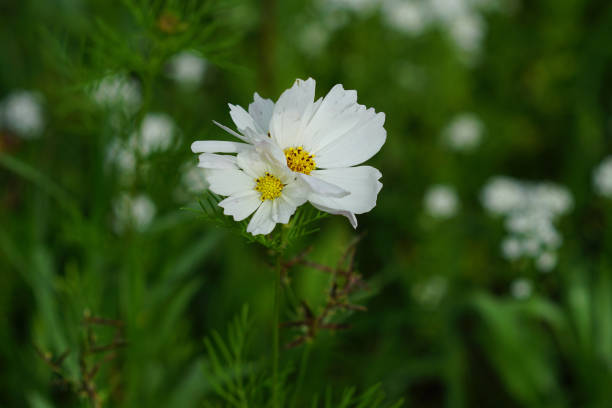 istock Wildflowers of Eastern North Carolina 964582356
