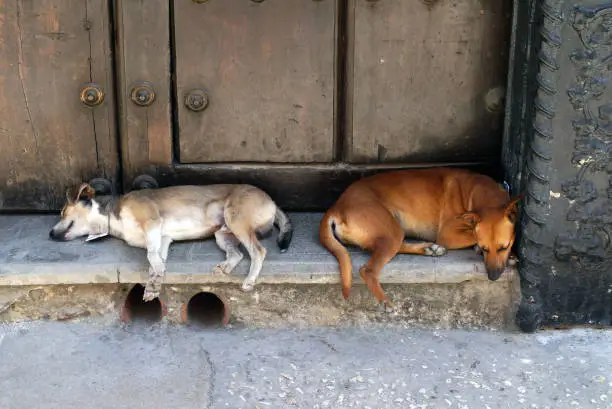 Sleeping dogs on a street in Havana, Cuba.
