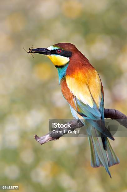 Bird Of Colors Stock Photo - Download Image Now - Animal Wildlife, Animals In The Wild, Beak
