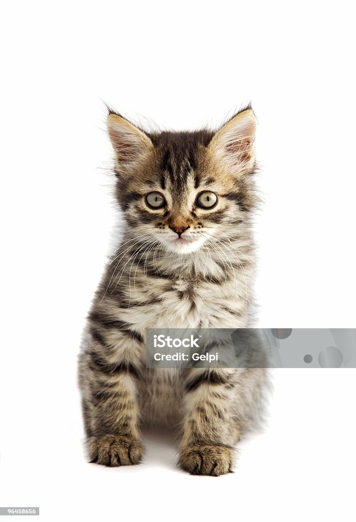 Süße kleine Katze auf weißen Boden - Lizenzfrei Farbbild Stock-Foto