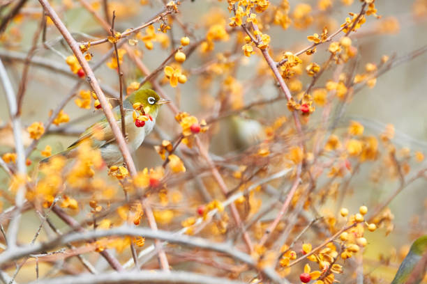 istock Camouflaging to autumn 964587446