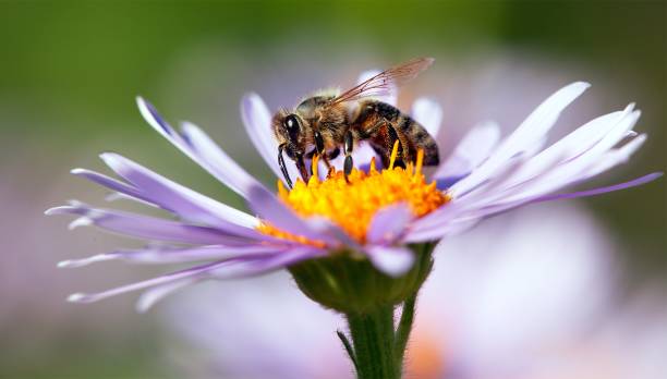 istock bee or honeybee in Latin Apis Mellifera on flower 964587484