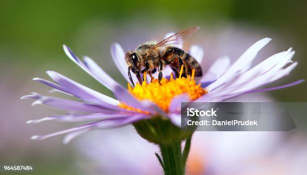 Bee Or Honeybee In Latin Apis Mellifera On Flower Stock Photo - Download Image Now - Animal, Animal Body Part, Animal Wing