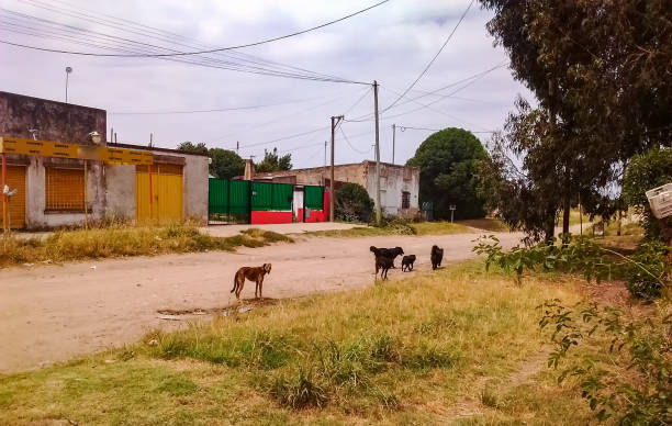 istock Dogs in the streets 964589830