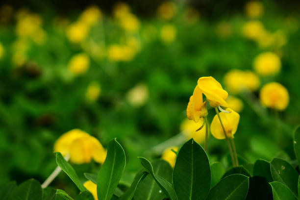 Beautiful Field of Blooming Yellow Pinto Bean Flower on The Ground