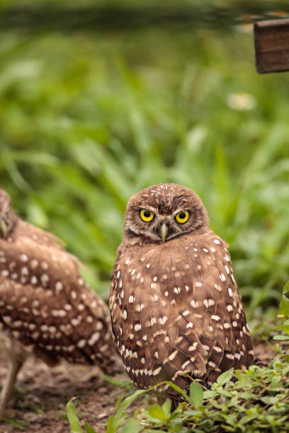istock Adult Burrowing owl Athene cunicularia 964602454
