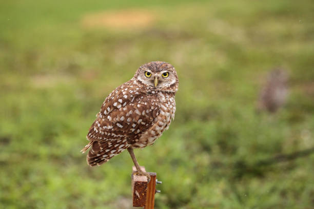 istock Adult Burrowing owl Athene cunicularia 964602564