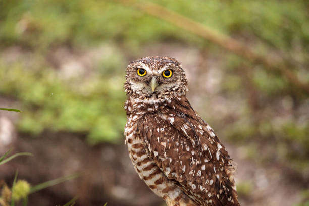istock Adult Burrowing owl Athene cunicularia 964602642