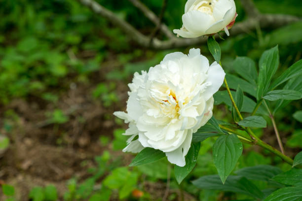 istock Peony to bloom a white big flower. 964602644