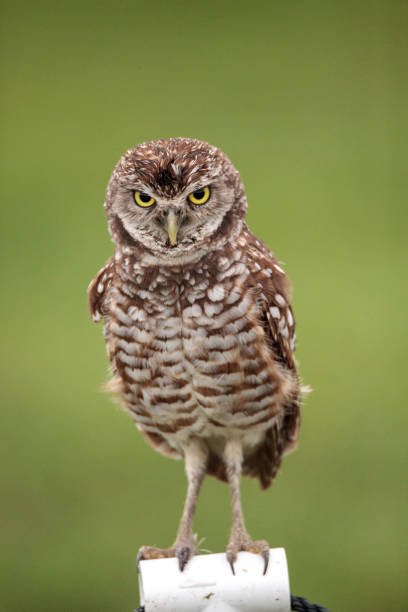 istock Adult Burrowing owl Athene cunicularia 964602766