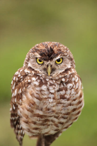 istock Adult Burrowing owl Athene cunicularia 964602826