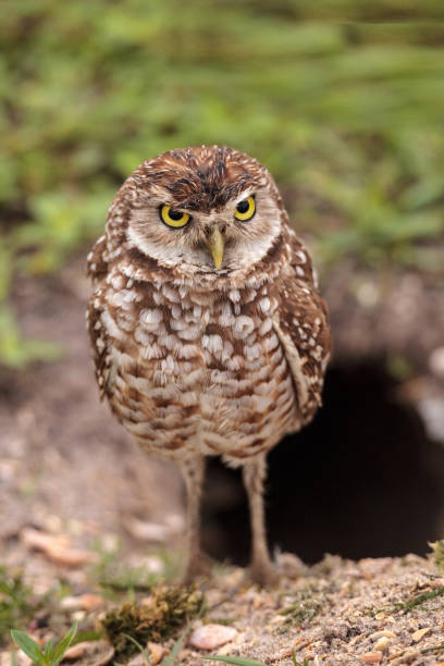 adulte burrowing owl athene cunicularia - chevêche des terriers photos et images de collection