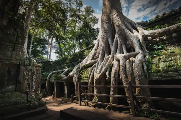 Spung Tree growing in the Ta Prohm Temple ruins in Cambodia