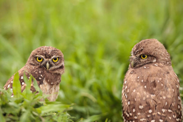 istock Adult Burrowing owl Athene cunicularia 964603142