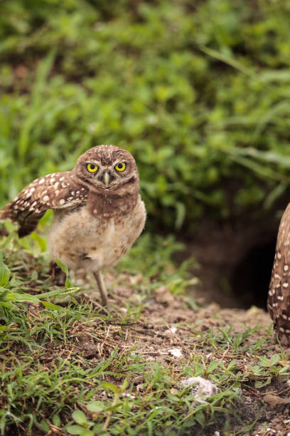 istock Adult Burrowing owl Athene cunicularia 964604836